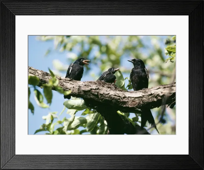 Framed Print : Black Drongo Fledgelings Framed Print : Black Drongo Fledgelings