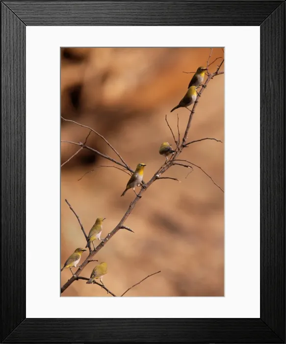 Framed Print : Oriental White-eye Bird Panna National Park, India Framed Print : Oriental White-eye Bird Panna National Park, India