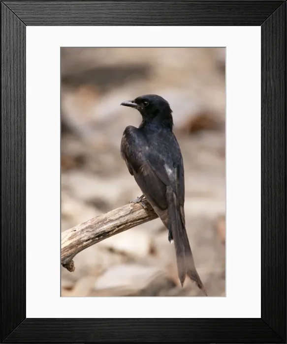 Framed Print : Black Drongo Panna National Park, India Framed Print : Black Drongo Panna National Park, India