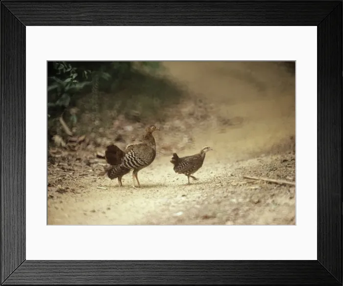 Framed Print : Sri Lanka Junglefowl - female with young Framed Print : Sri Lanka Junglefowl - female with young