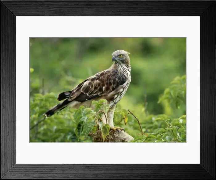 Framed Print : Changeable / Crested / Ceylon Hawk Eagle Sri Lanka Framed Print : Changeable / Crested / Ceylon Hawk Eagle Sri Lanka