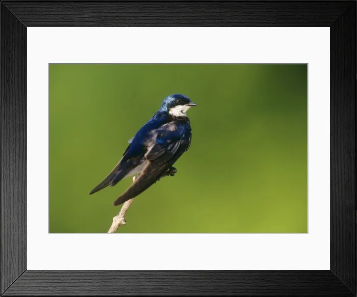 Framed Print : Tree Swallow Framed Print : Tree Swallow