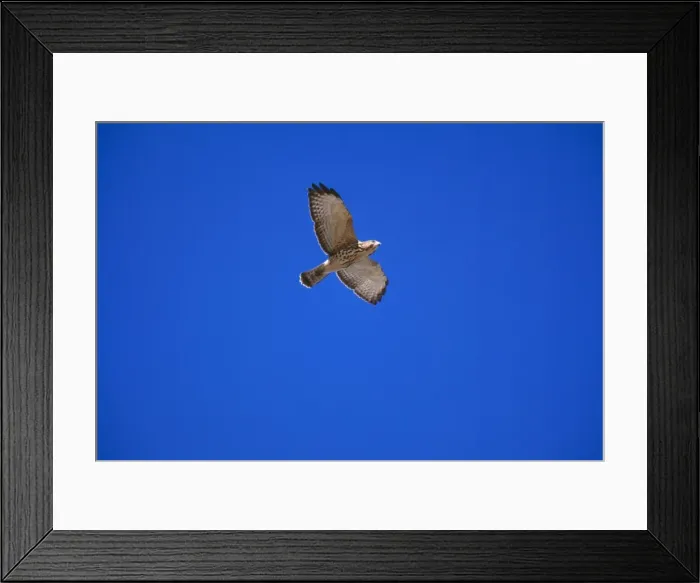 Framed Print : Broad-winged Hawk Juvenile, in flight Framed Print : Broad-winged Hawk Juvenile, in flight