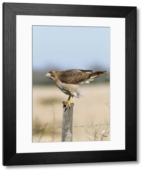 Framed Print : Red-tailed Hawk - adult South Texas, USA