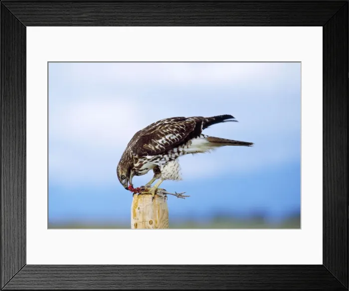 Framed Print : Red-tailed Hawk - eating Pheasant National Bison Range, Montana, USA Framed Print : Red-tailed Hawk - eating Pheasant National Bison Range, Montana, USA