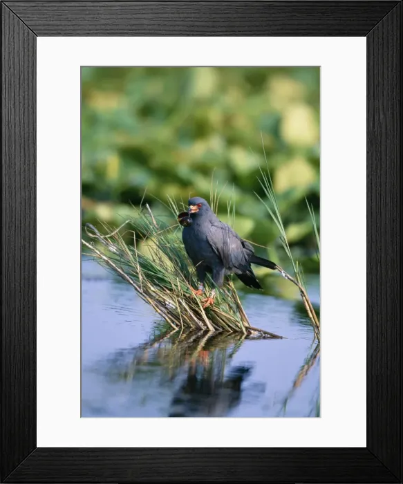 Framed Print : Snail Kite Male with snail, lake Kissimmee, Florida, USA Framed Print : Snail Kite Male with snail, lake Kissimmee, Florida, USA
