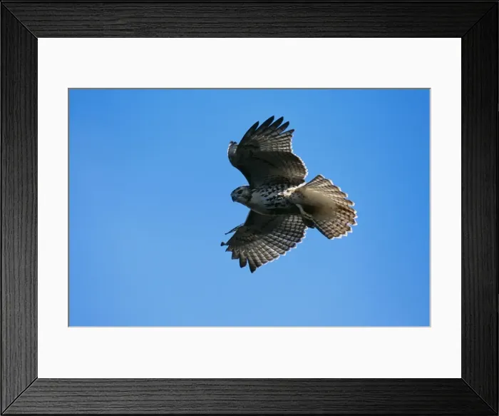Framed Print : Red-tailed Hawk Juvenile in flight, USA Framed Print : Red-tailed Hawk Juvenile in flight, USA