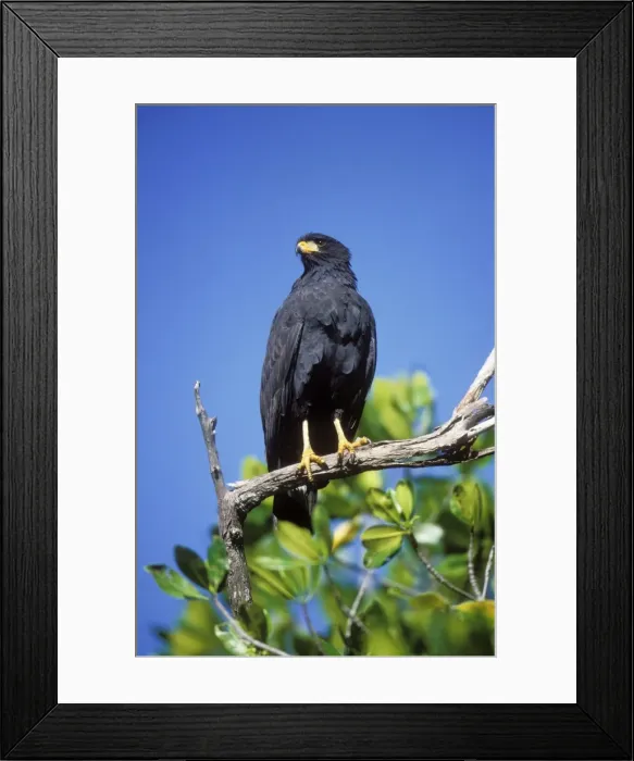 Framed Print : Common Black Hawk Mexico. Distribution: S. W. USA, N. W. Guyana, St Vincent & Bay Island, Honduras, Cuba, Isle of Pines Framed Print : Common Black Hawk Mexico. Distribution: S. W. USA, N. W. Guyana, St Vincent & Bay Island, Honduras, Cuba, Isle of Pines