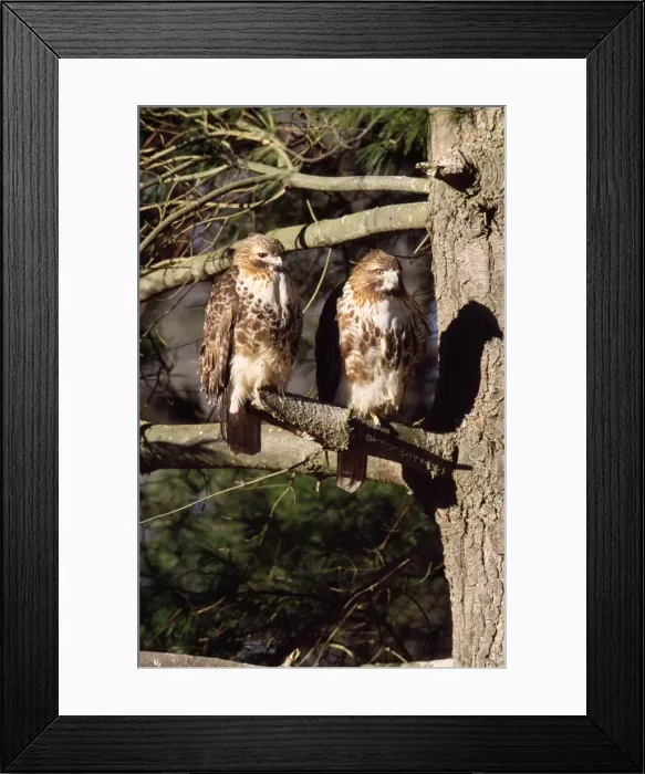 Framed Print : Red-tailed Hawk - adult pair Westport, Connecticut, USA Framed Print : Red-tailed Hawk - adult pair Westport, Connecticut, USA