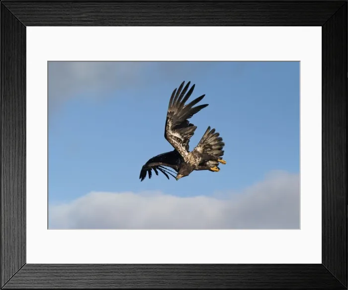 Framed Print : Immature Bald Eagle in flight. Homer Alaska Framed Print : Immature Bald Eagle in flight. Homer Alaska