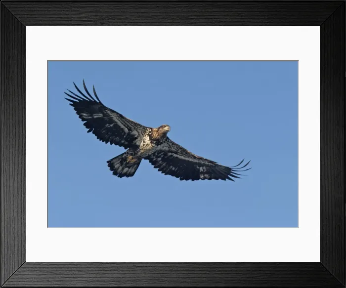 Framed Print : Immature Bald Eagle in flight. Homer Alaska Framed Print : Immature Bald Eagle in flight. Homer Alaska