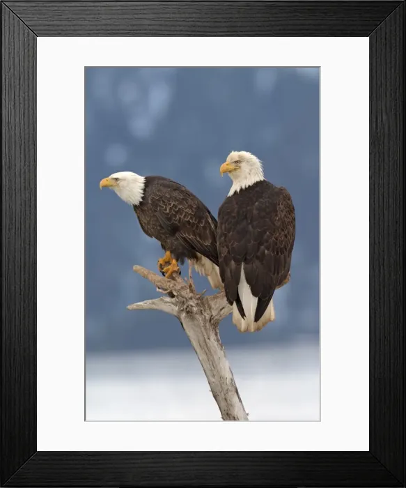 Framed Print : Adult Bald Eagle. Homer Alaska Framed Print : Adult Bald Eagle. Homer Alaska