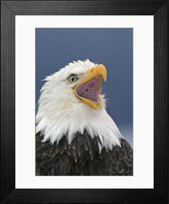 Framed Print : Adult Bald Eagle - close-up of head, beak open Homer Alaska Framed Print : Adult Bald Eagle - close-up of head, beak open Homer Alaska