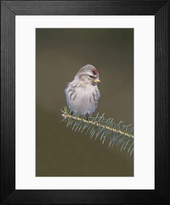 Framed Print : Common Redpoll in winter Framed Print : Common Redpoll in winter