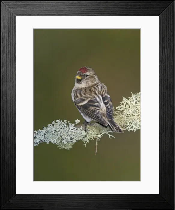 Framed Print : Common Redpoll in winter Framed Print : Common Redpoll in winter