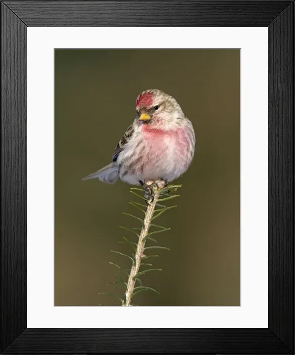 Framed Print : Common Redpoll in winter Framed Print : Common Redpoll in winter