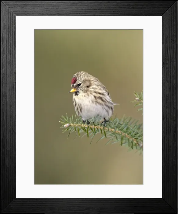 Framed Print : Common Redpoll in winter Framed Print : Common Redpoll in winter