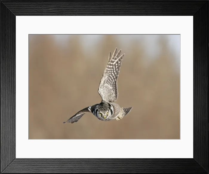Framed Print : Northern Hawk Owl - These 16 inch tall owls often hunt in daytime for small rodents from treetops in open spruce and aspen woods. This one was photographed during the owl invasion winter of 2004 / 2005 in northern Minnesota