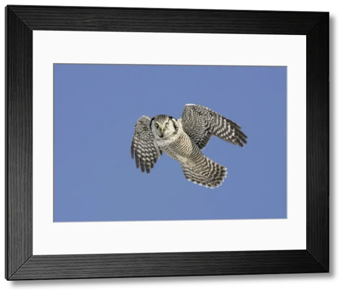 Framed Print : Northern Hawk Owl - These 16 inch tall owls often hunt in daytime for small rodents from treetops in open spruce and aspen woods. This one was photographed during the owl invasion winter of 2004 / 2005 in northern Minnesota Framed Print : Northern Hawk Owl - These 16 inch tall owls often hunt in daytime for small rodents from treetops in open spruce and aspen woods. This one was photographed during the owl invasion winter of 2004 / 2005 in northern Minnesota