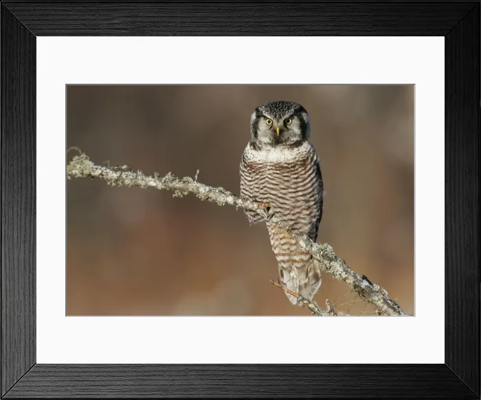 Framed Print : Northern Hawk Owl - These 16 inch tall owls often hunt in daytime for small rodents from treetops in open spruce and aspen woods. This one was photographed during the owl invasion winter of 2004 / 2005 in northern Minnesota