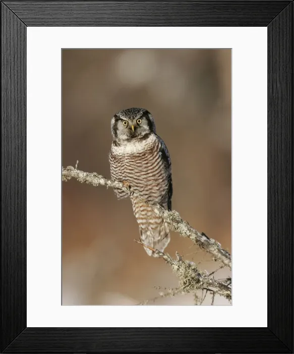Framed Print : Northern Hawk Owl - These 16 inch tall owls often hunt in daytime for small rodents from treetops in open spruce and aspen woods. This one was photographed during the owl invasion winter of 2004 / 2005 in northern Minnesota Framed Print : Northern Hawk Owl - These 16 inch tall owls often hunt in daytime for small rodents from treetops in open spruce and aspen woods. This one was photographed during the owl invasion winter of 2004 / 2005 in northern Minnesota