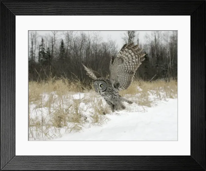 Framed Print : Great Gray Owl - Standing 27 in tall with a wingspan of 52 inches this is our longest owl. When vole populations crash in the boreal forests where they nest they often move south in search of food Framed Print : Great Gray Owl - Standing 27 in tall with a wingspan of 52 inches this is our longest owl. When vole populations crash in the boreal forests where they nest they often move south in search of food