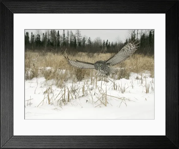 Framed Print : Great Gray Owl - Standing 27 in tall with a wingspan of 52 inches this is our longest owl. When vole populations crash in the boreal forests where they nest they often move south in search of food Framed Print : Great Gray Owl - Standing 27 in tall with a wingspan of 52 inches this is our longest owl. When vole populations crash in the boreal forests where they nest they often move south in search of food