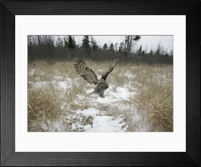 Framed Print : Great Gray Owl - Standing 27 in tall with a wingspan of 52 inches this is our longest owl. When vole populations crash in the boreal forests where they nest they often move south in search of food Framed Print : Great Gray Owl - Standing 27 in tall with a wingspan of 52 inches this is our longest owl. When vole populations crash in the boreal forests where they nest they often move south in search of food