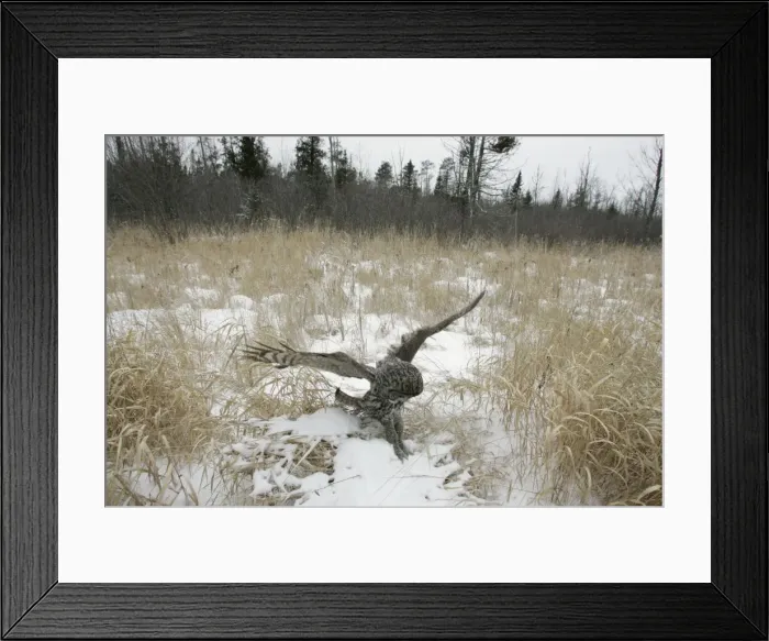 Framed Print : Great Gray Owl - Standing 27 in tall with a wingspan of 52 inches this is our longest owl. When vole populations crash in the boreal forests where they nest they often move south in search of food Framed Print : Great Gray Owl - Standing 27 in tall with a wingspan of 52 inches this is our longest owl. When vole populations crash in the boreal forests where they nest they often move south in search of food