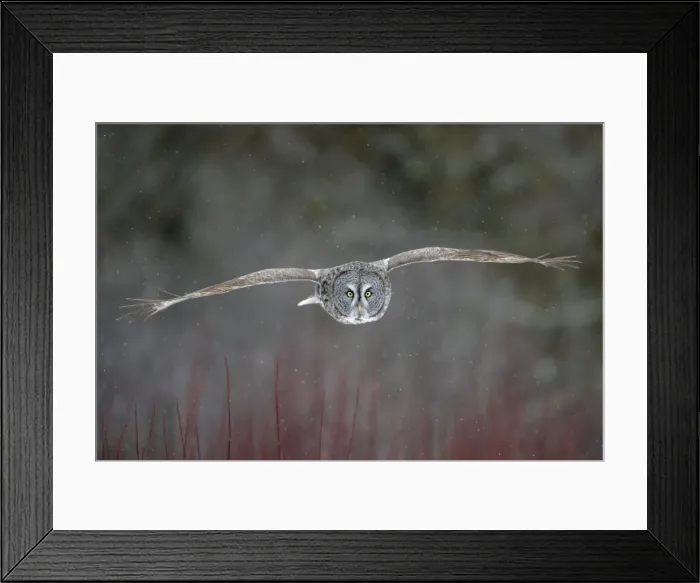 Framed Print : Great Grey Owl - Standing 27 in tall with a wingspan of 52 inches this is our longest owl. When vole populations crash in the boreal forests where they nest they often move south in search of food Framed Print : Great Grey Owl - Standing 27 in tall with a wingspan of 52 inches this is our longest owl. When vole populations crash in the boreal forests where they nest they often move south in search of food