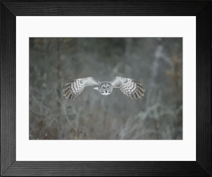 Framed Print : Great Grey Owl - Standing 27 in tall with a wingspan of 52 inches this is our longest owl. When vole populations crash in the boreal forests where they nest they often move south in search of food Framed Print : Great Grey Owl - Standing 27 in tall with a wingspan of 52 inches this is our longest owl. When vole populations crash in the boreal forests where they nest they often move south in search of food