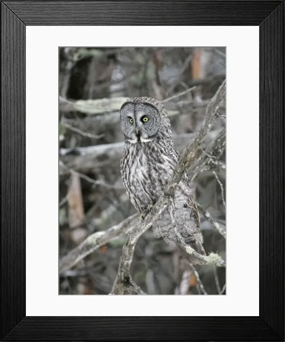 Framed Print : Great Grey Owl - Standing 27 in tall with a wingspan of 52 inches this is our longest owl. When vole populations crash in the boreal forests where they nest they often move south in search of food