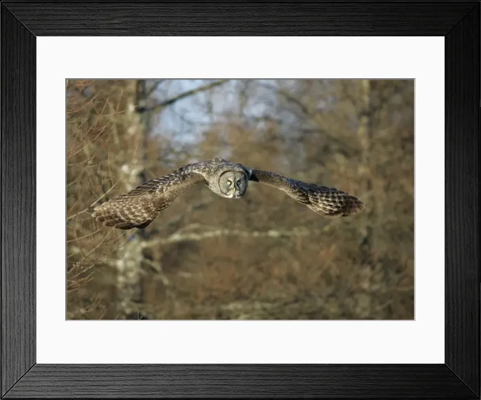 Framed Print : Great Grey Owl - Standing 27 in tall with a wingspan of 52 inches this is our longest owl. When vole populations crash in the boreal forests where they nest they often move south in search of food Framed Print : Great Grey Owl - Standing 27 in tall with a wingspan of 52 inches this is our longest owl. When vole populations crash in the boreal forests where they nest they often move south in search of food