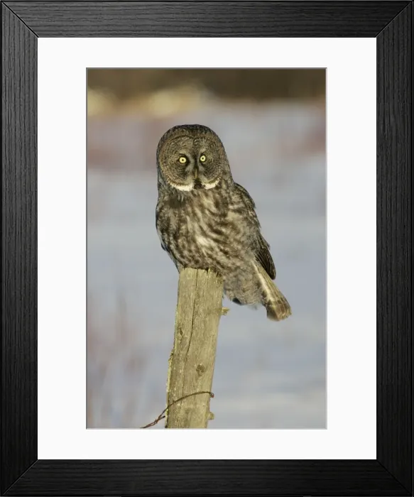Framed Print : Great Grey Owl - Standing 27 in tall with a wingspan of 52 inches this is our longest owl. When vole populations crash in the boreal forests where they nest they often move south in search of food Framed Print : Great Grey Owl - Standing 27 in tall with a wingspan of 52 inches this is our longest owl. When vole populations crash in the boreal forests where they nest they often move south in search of food