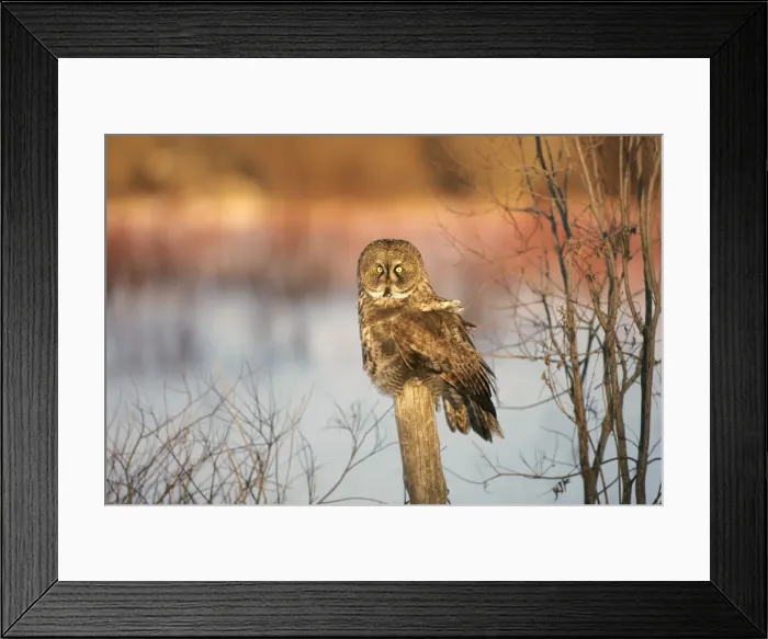 Framed Print : Great Grey Owl - Standing 27 in tall with a wingspan of 52 inches this is our longest owl. When vole populations crash in the boreal forests where they nest they often move south in search of food Framed Print : Great Grey Owl - Standing 27 in tall with a wingspan of 52 inches this is our longest owl. When vole populations crash in the boreal forests where they nest they often move south in search of food