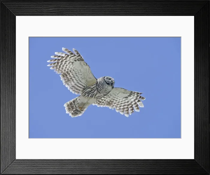 Framed Print : Barred Owl - in flight Framed Print : Barred Owl - in flight