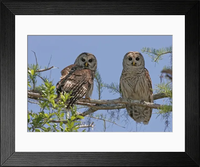 Framed Print : Barred Owl Framed Print : Barred Owl