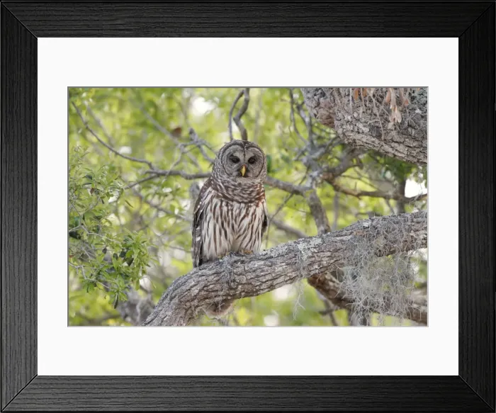 Framed Print : Barred Owl Framed Print : Barred Owl