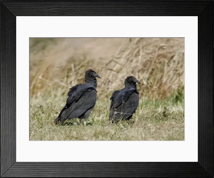 Framed Print : Black Vulture Delaware, USA Framed Print : Black Vulture Delaware, USA