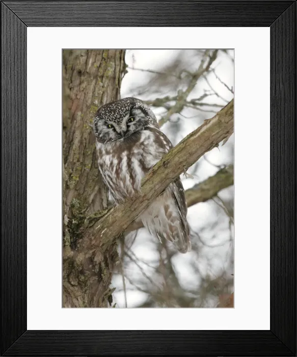 Framed Print : Boreal Owl Ontario, Canada Framed Print : Boreal Owl Ontario, Canada