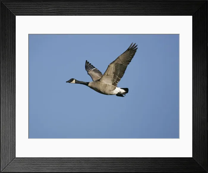 Framed Print : Canada Goose - in fight Framed Print : Canada Goose - in fight