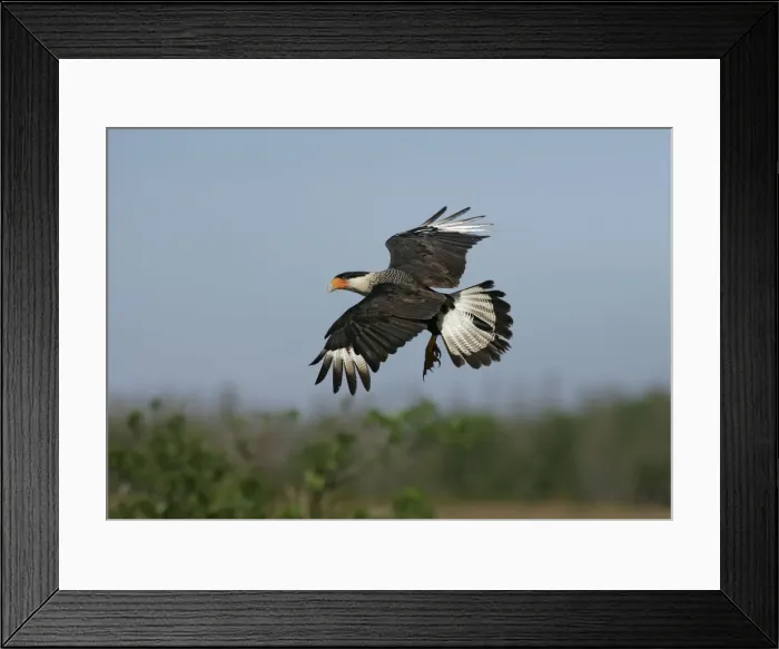 Framed Print : Crested Caracara central Florida Framed Print : Crested Caracara central Florida