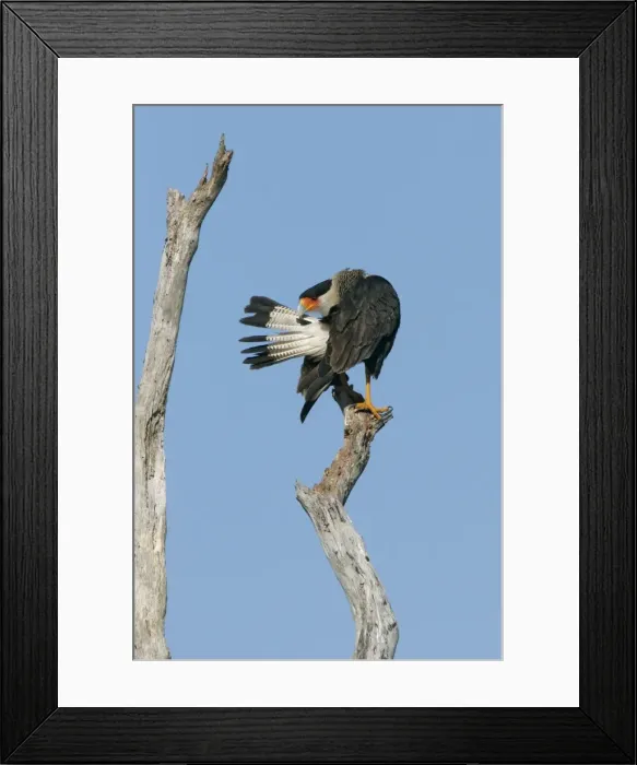 Framed Print : Crested Caracara - preening central Florida Framed Print : Crested Caracara - preening central Florida