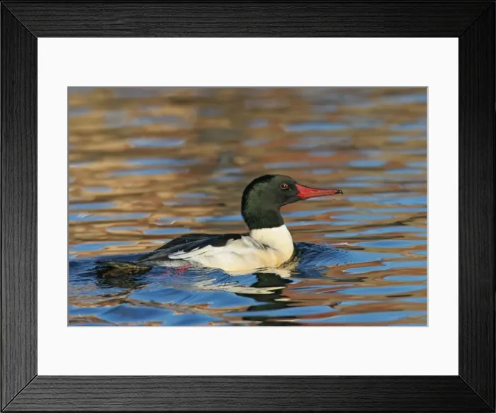 Framed Print : Common / American Merganser - in Europe known as Goosander Framed Print : Common / American Merganser - in Europe known as Goosander