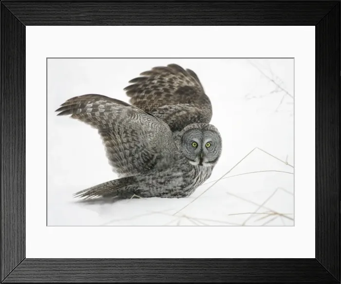 Framed Print : Great Grey Owl - Standing 27 in tall with a wingspan of 52 inches this is USA's longest owl. When vole populations crash in the boreal forests where they nest they often move south in search of food Framed Print : Great Grey Owl - Standing 27 in tall with a wingspan of 52 inches this is USA's longest owl. When vole populations crash in the boreal forests where they nest they often move south in search of food