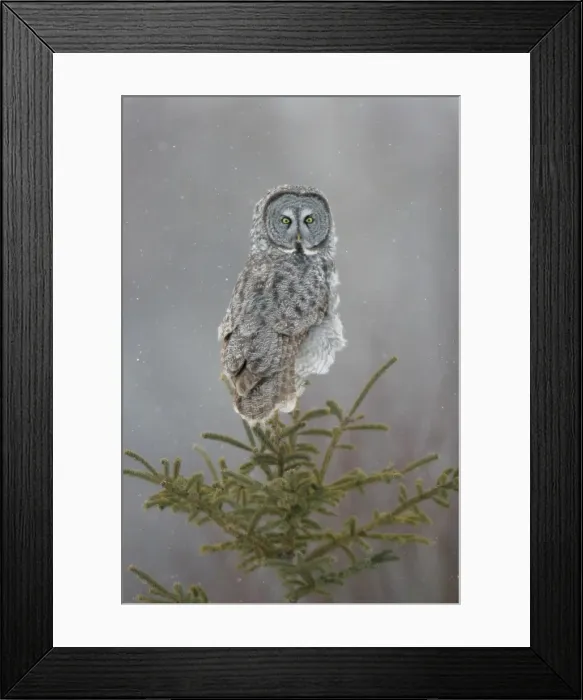 Framed Print : Great Gray Owl - Standing 27 in tall with a wingspan of 52 inches this is USA's longest owl. When vole populations crash in the boreal forests where they nest they often move south in search of food Framed Print : Great Gray Owl - Standing 27 in tall with a wingspan of 52 inches this is USA's longest owl. When vole populations crash in the boreal forests where they nest they often move south in search of food