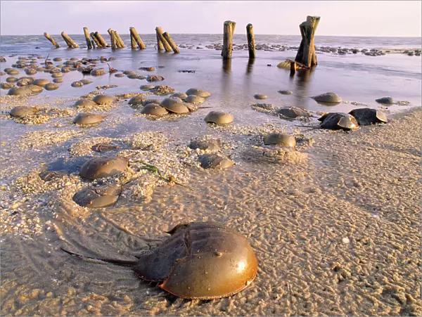 Horseshoe Crab - often found on beach after tide recedes. Sea groynes in background
