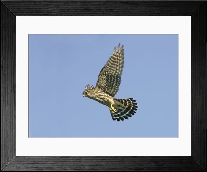 Framed Print : Merlin - in flight, during autumn the migration. Cape May New Jersey, USA Framed Print : Merlin - in flight, during autumn the migration. Cape May New Jersey, USA