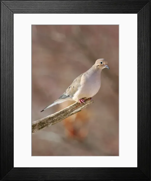 Framed Print : Mourning Dove Framed Print : Mourning Dove