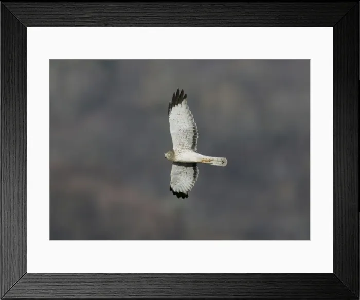 Framed Print : Northern Harrier / Hen Harrier - adult male Framed Print : Northern Harrier / Hen Harrier - adult male